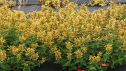 Agastache Poquito 'Butter Yellow' (Dwarf Hummingbird Mint)